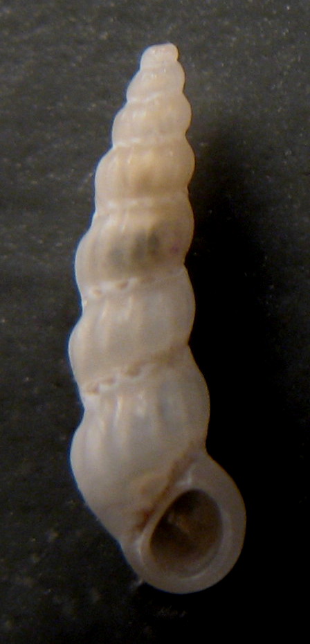 Opalia hellenica
